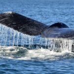 Whale Watching Galle with Pickup & Drop - Who Should Consider This Tour?