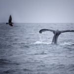 Whale watching in Mirissa from Colombo - Detailed Breakdown of the Itinerary