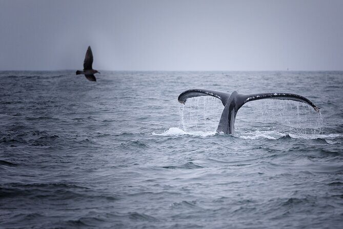 Whale watching in Mirissa from Colombo - Detailed Breakdown of the Itinerary