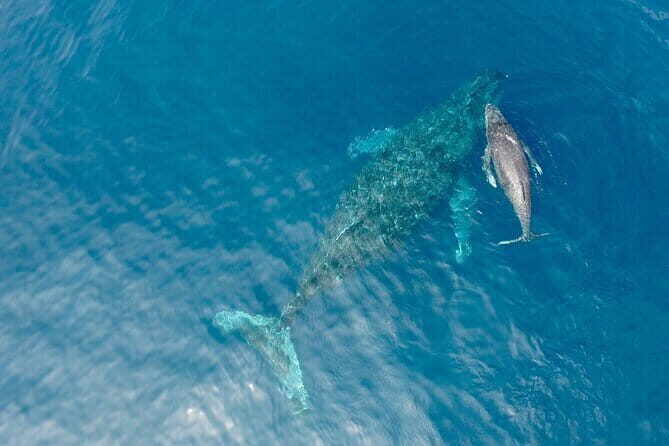 Whale Watching in Okinawa - An Inside Look at the Whale Watching Experience