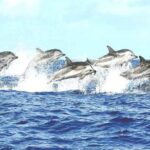 Whale watching mirissa from Colombo or Bandaranaike International Airport (CMB) - Final Thoughts: Is This Tour Worth It?