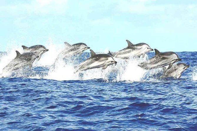 Whale watching mirissa from Colombo or Bandaranaike International Airport (CMB) - Final Thoughts: Is This Tour Worth It?