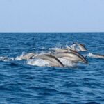 Whale Watching Shared Boat Tour from Bentota - FAQ