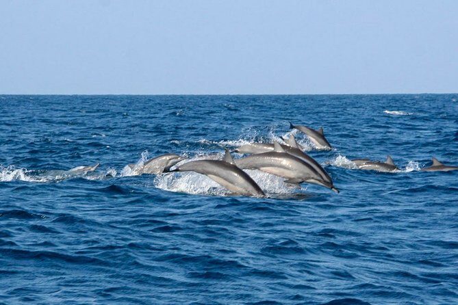 Whale Watching Shared Boat Tour from Bentota - FAQ