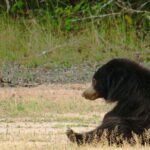 Wild Adventures Safari from Wilpattu - An In-Depth Look at the Wilpattu Safari Experience