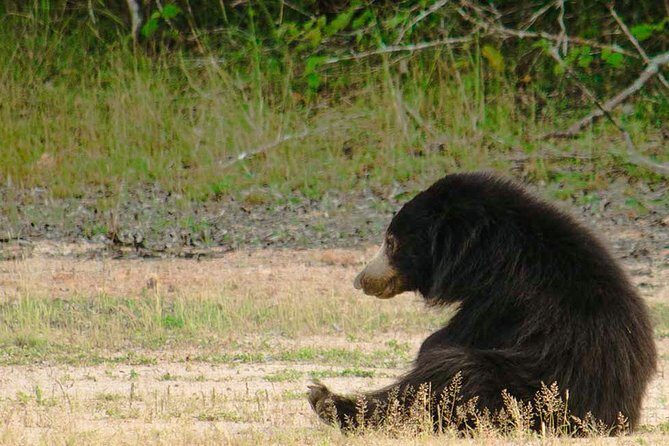 Wild Adventures Safari from Wilpattu - An In-Depth Look at the Wilpattu Safari Experience
