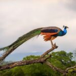 Wild Safari Udawalawe from Bentota - Practical Details and What to Expect