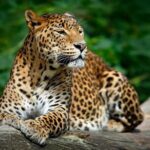Wild Wonders and Hidden Temples from Galle (2 Days) - Practicalities and Value