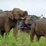 Wildlife and World Heritage Tour from Hikkaduwa (2 Days) - Transportation and Guide Details