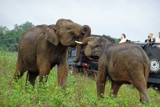 Wildlife and World Heritage Tour from Hikkaduwa (2 Days) - Transportation and Guide Details