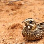 Wildlife Safari at Bundala National Park - Who Should Book This Safari?