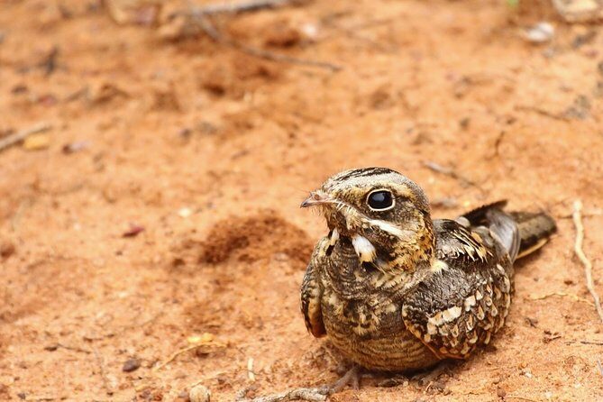 Wildlife Safari at Bundala National Park - Who Should Book This Safari?