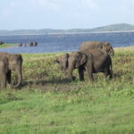 Wildlife Safari at Kaudulla National Park - The Sum Up