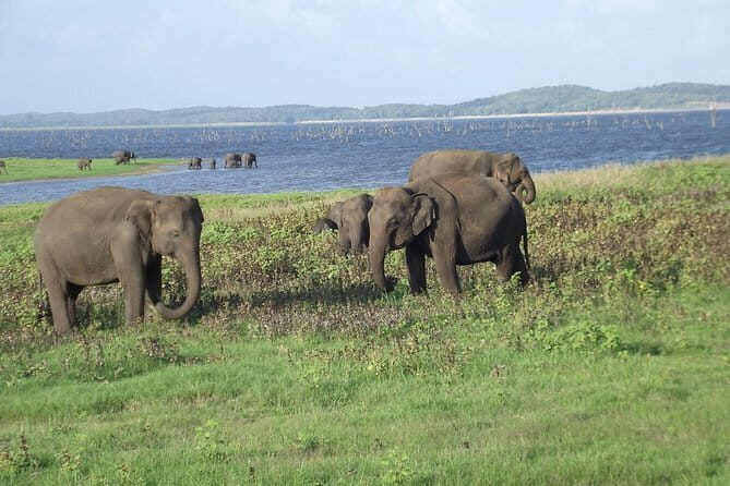 Wildlife Safari at Kaudulla National Park - The Sum Up