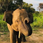 Wildlife safari at Minneriya National Park - The value of the tour: what you’re really paying for