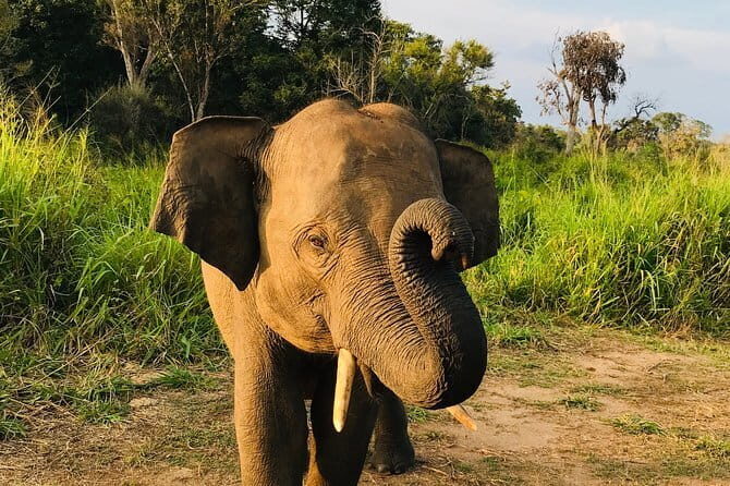Wildlife safari at Minneriya National Park - The value of the tour: what you’re really paying for