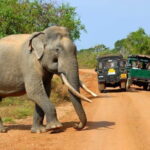 Wildlife safari at Yala National Park - The Itinerary Breakdown