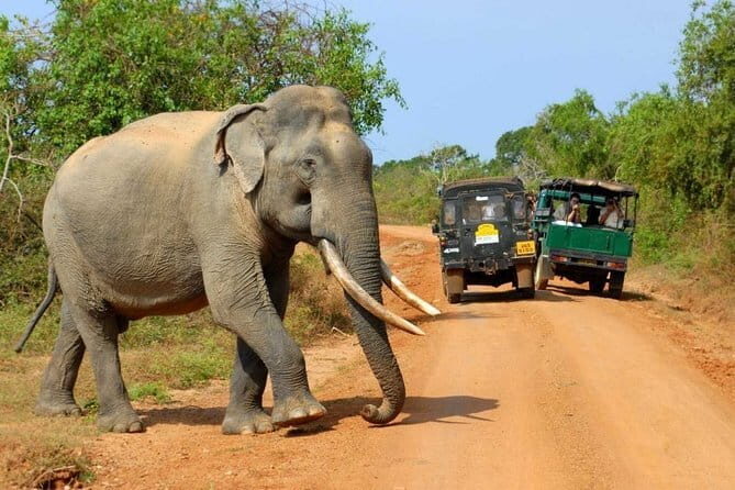 Wildlife safari at Yala National Park - The Itinerary Breakdown