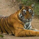 Wildlife Safari in Bandhavgarh, Kanha & Pench National Parks - The Practicalities: What You Need to Know
