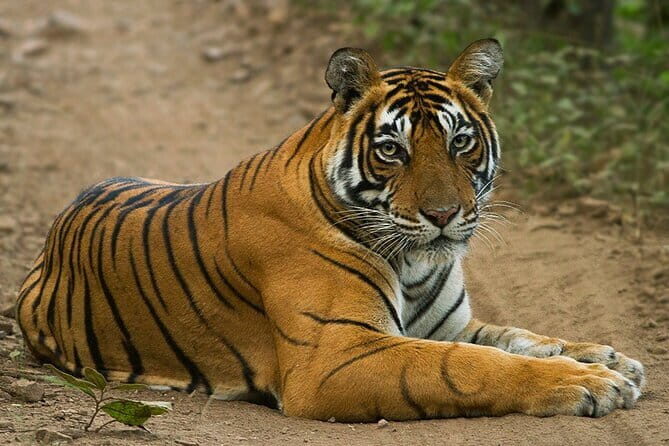 Wildlife Safari in Bandhavgarh, Kanha & Pench National Parks - The Practicalities: What You Need to Know
