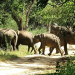 Wildlife Tour Covering Birds and Mammals (14 Days) - Who Should Consider This Tour?