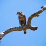 Wildlife Tour Covering Birds and Mammals (18 Days) - Final Thoughts: Who Will Love This Tour?