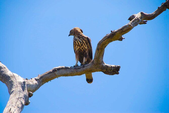 Wildlife Tour Covering Birds and Mammals (18 Days) - Final Thoughts: Who Will Love This Tour?