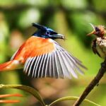 Wildlife Tour Covering Birds and Mammals (7 Days) - Final Thoughts