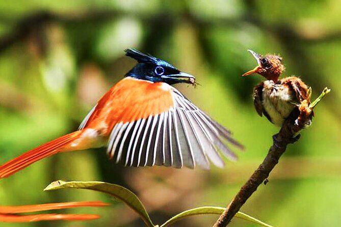 Wildlife Tour Covering Birds and Mammals (7 Days) - Final Thoughts