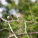 Wildlife Tour Covering Birds, Mammals and Whales (14 Days) - Day-by-Day Breakdown: What to Expect