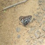Wildlife trail in Chennai - Final thoughts