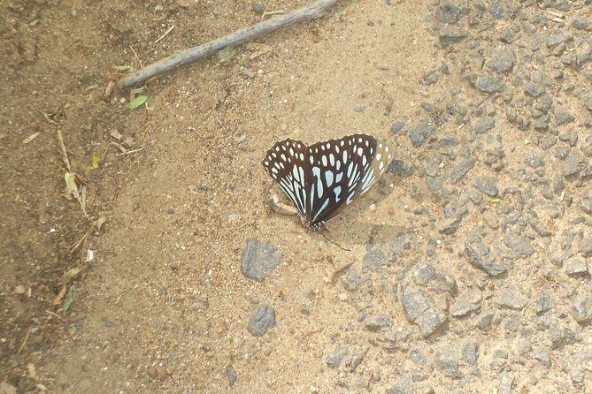 Wildlife trail in Chennai - Final thoughts