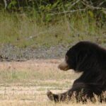 Wilpattu Full Day Private Jeep Safari from Trincomalee - Final Thoughts
