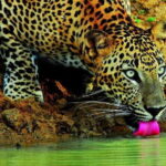 Wilpattu Jeep Safari Day Tour From Sigiriya - Who is This Tour Best For?