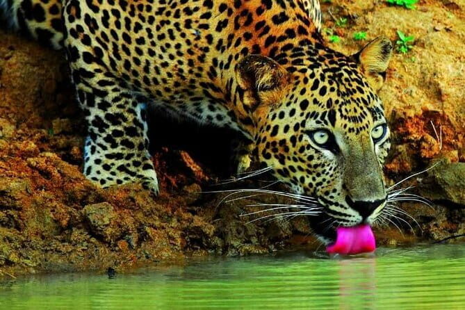 Wilpattu Jeep Safari Day Tour From Sigiriya - Who is This Tour Best For?