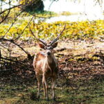 Wilpattu National Park Day tour From Negombo - Review of the Experience Based on Feedback