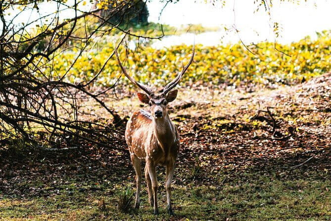 Wilpattu National Park Day tour From Negombo - Review of the Experience Based on Feedback