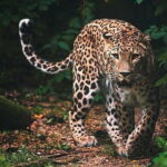 Wilpattu National Park | Private Safari - The Sum Up