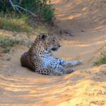 Wilpattu National Park Private Safari (All Inclusive) From Kandy - Authentic Insights from Reviewers