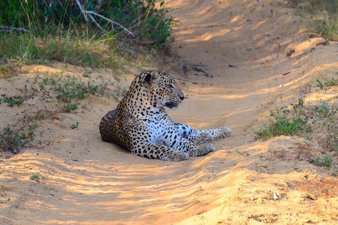 Wilpattu National Park Private Safari (All Inclusive) From Kandy - Authentic Insights from Reviewers