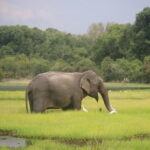 Wilpattu National Park Safari, Budget Tour from Colombo - Why choose this tour?