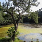 Wilpattu National Park Safari from Kandy - Who Would Love This Tour?