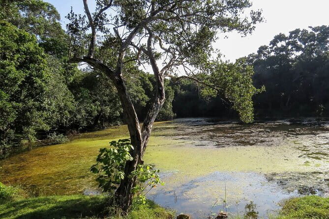 Wilpattu National Park Safari from Kandy - Who Would Love This Tour?
