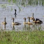Wilpattu National Park Safari from Negombo - Why This Tour Could Be the Perfect Choice for You