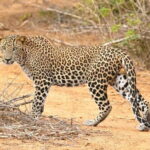 Wilpattu National Park safari with Hotel Transfers, jeep, tickets - Who Is This Tour Best For?