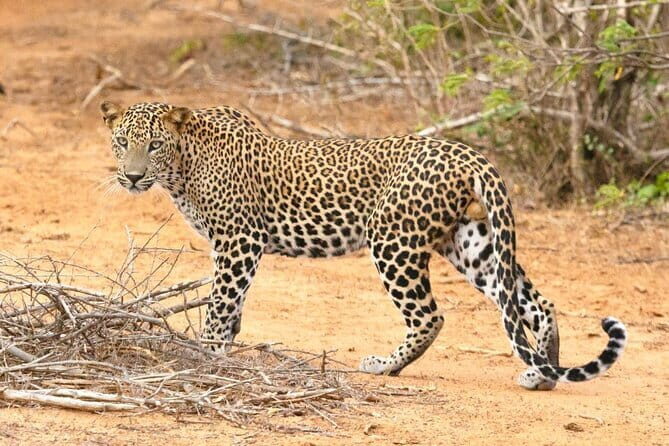 Wilpattu National Park safari with Hotel Transfers, jeep, tickets - Who Is This Tour Best For?