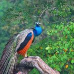 Wilpattu National Park Safari with Naturalist - The Terrain and Vehicle Experience