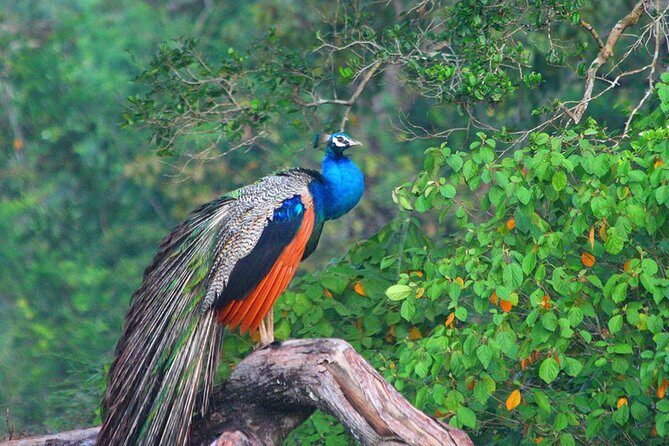 Wilpattu National Park Safari with Naturalist - The Terrain and Vehicle Experience