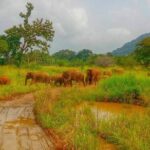 Wilpattu National Park Safari with Pigeon Island Tours - Who Will Love This Safari?