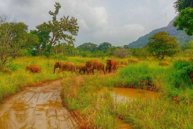Wilpattu National Park Safari with Pigeon Island Tours - Who Will Love This Safari?